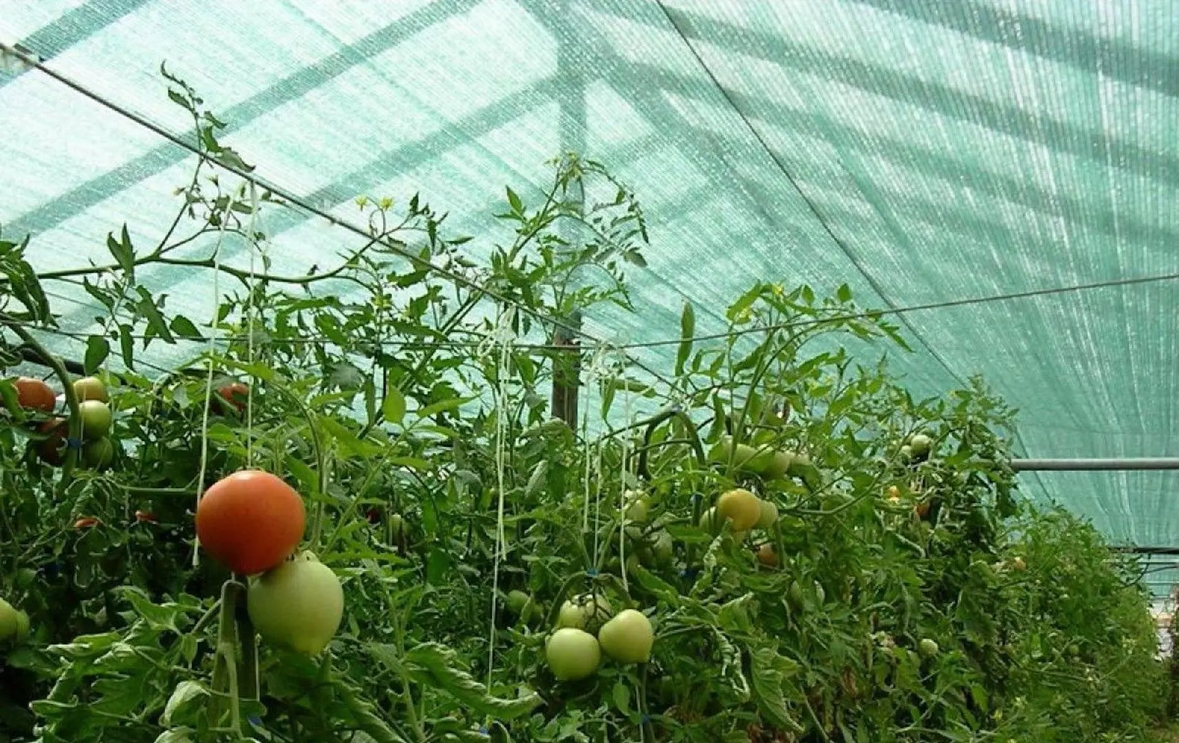 Сетка затеняющая 30% 4x50 (Green)