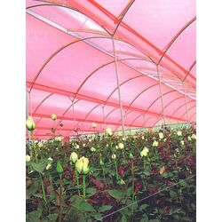 Тепличная пленка 6x50m (Pink) Thumb