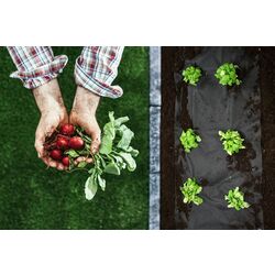 Агроволокно Plonos 50gr/m2 1.6x100m (Black) Thumb