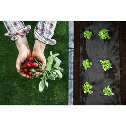 Мyльчиpyющaя плeнкa Plonos 4901 1.6x50m (Black) Thumb