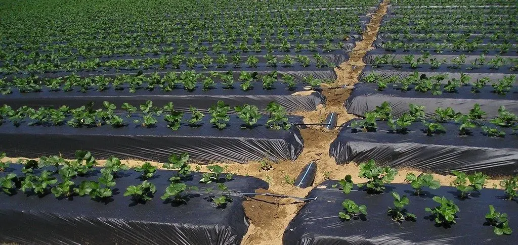 Pelicula pentru mulcire Sera 15 Black (1*2000)