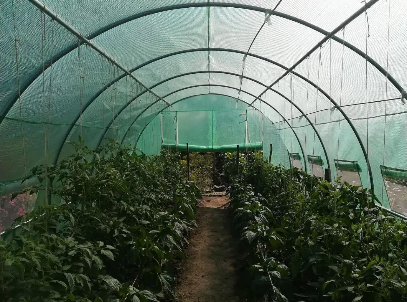 Pelicula pentru sera Tehno MS 10001775 4x3x2m (Green)