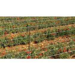 Plasă pentru spalier Tenax Hortonova 1.53X1000 (White) Thumb