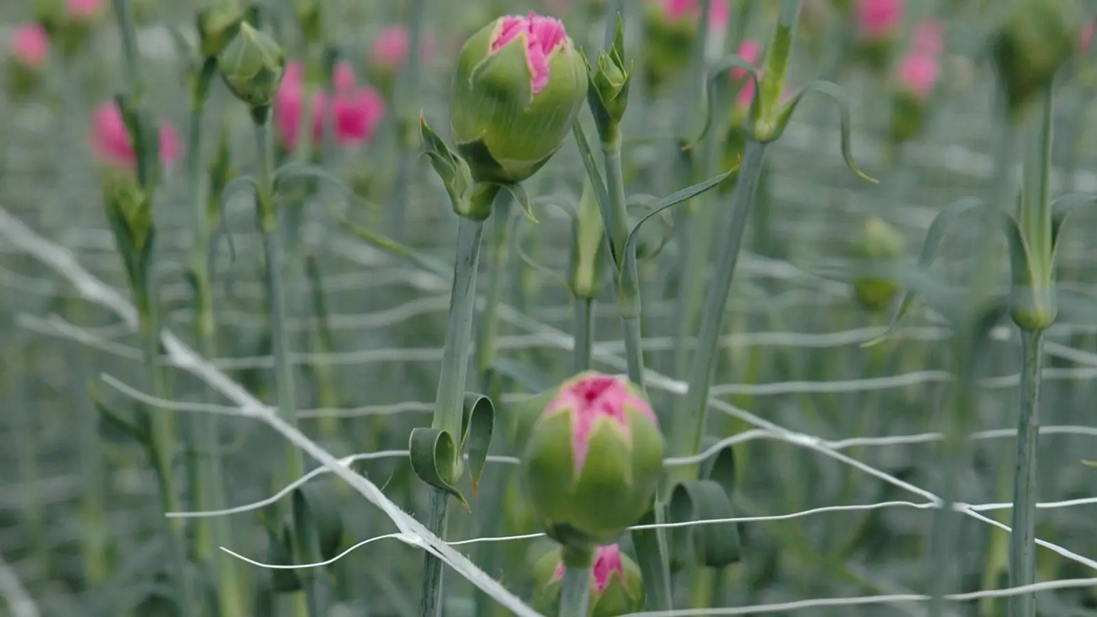 Plasă pentru spalier Tenax Hortonova 1.53X1000 (White) - 3