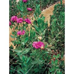 Plasă pentru spalier Tenax Hortonova 1.53X1000 (White) Thumb