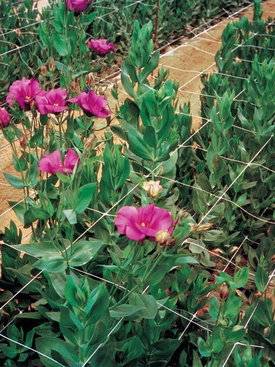 Plasă pentru spalier Tenax Hortonova 1.7X1000 (White) - 2