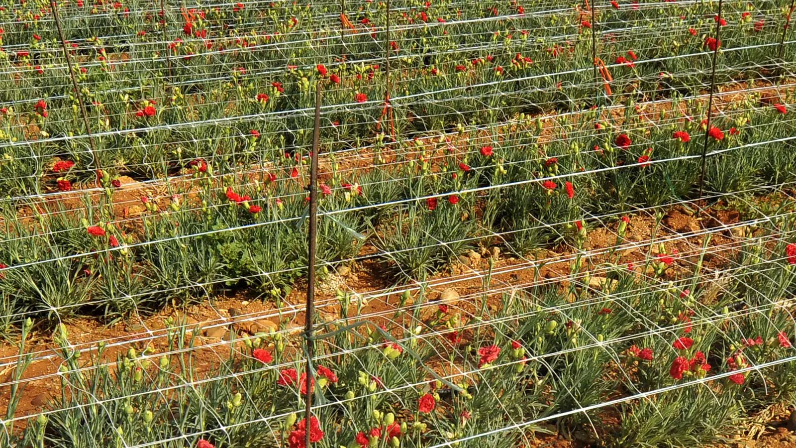 Plasă pentru spalier Tenax Hortonova 1.7X1000 (White) - 3