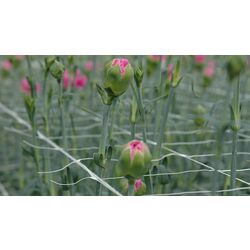 Plasă pentru spalier Tenax Hortonova 1.7X1000 (White) Thumb