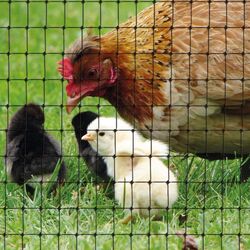 Plasa de protectie Tenax Aviary 1.5X200 (Black) Thumb