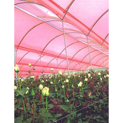 Тепличная пленка 8x40m (Pink) Thumb