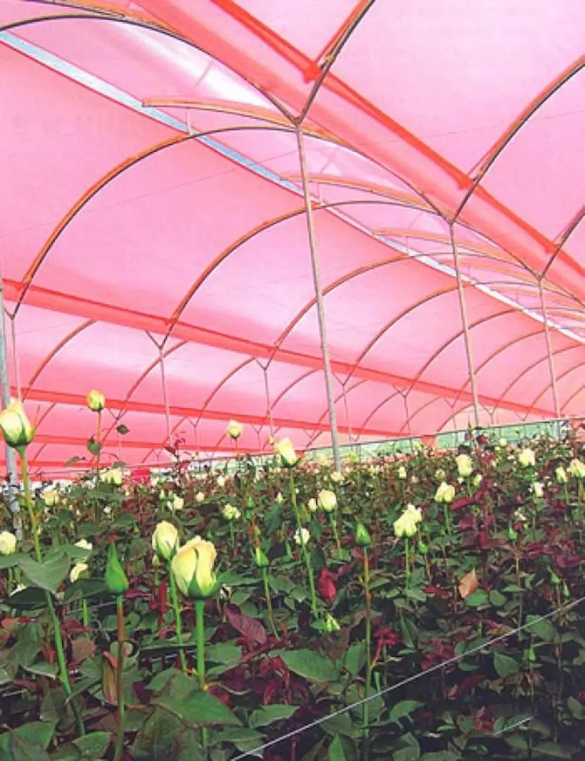 Тепличная пленка 8x40m (Pink)