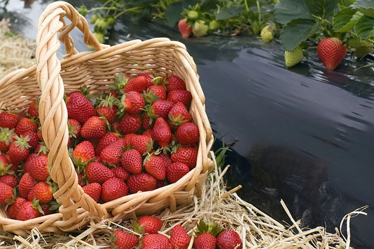 Pelicula pentru sere Vatan cl.1 30 1x400m (Black)