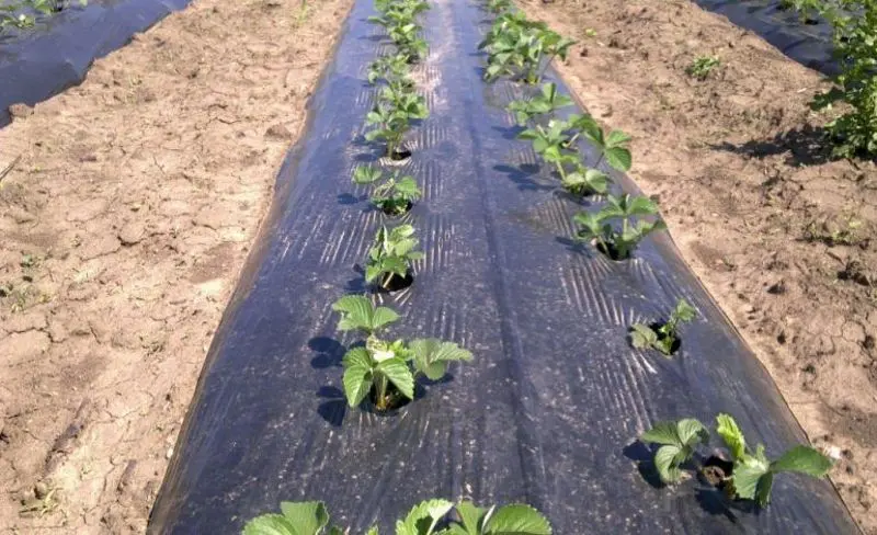 Pelicula pentru sere Vatan cl.2 30 1x400m (Black)