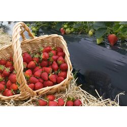 Pelicula pentru sere Vatan cl.2 30 1x400m (Black) Thumb