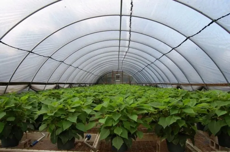 Тепличная пленка Vatan 120 3x120м (White)