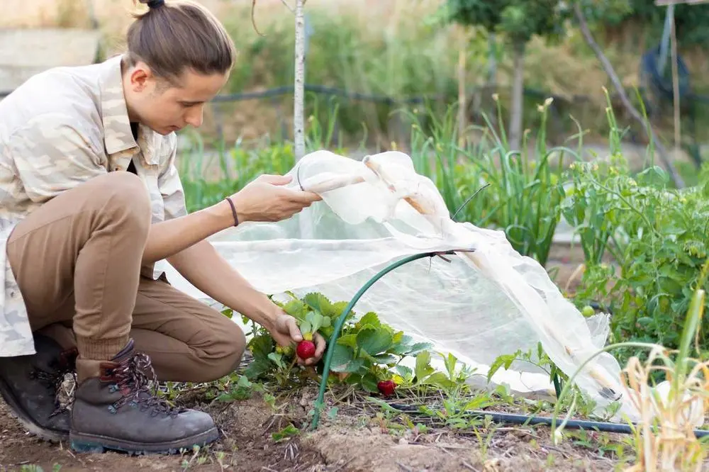 Мини теплица Chomik EVA5721 (Transparent)