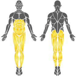 Тренажер для грудных мышц и ног PlayPark B-10 (Grey/Orange) Thumb