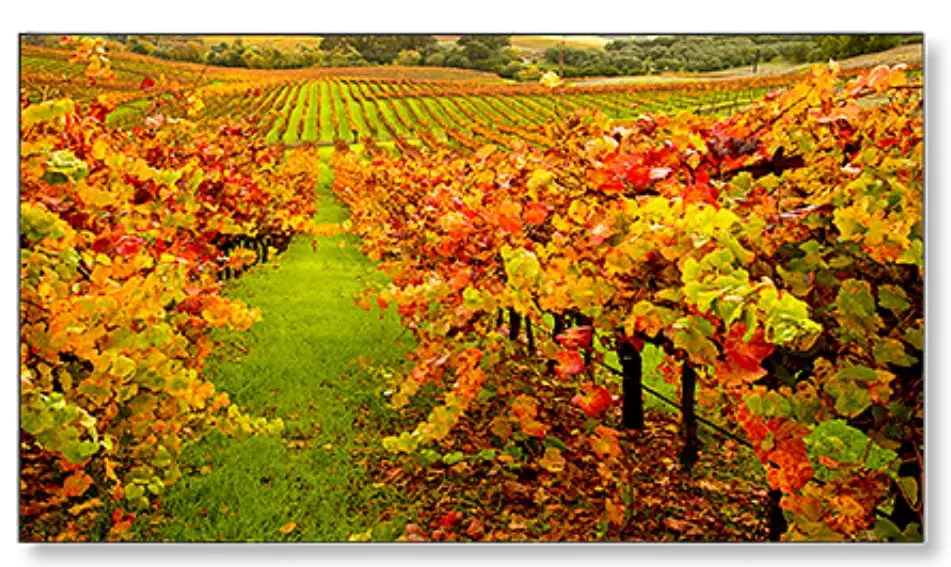 Display professional Nec MultiSync X554UN-2 (Black)