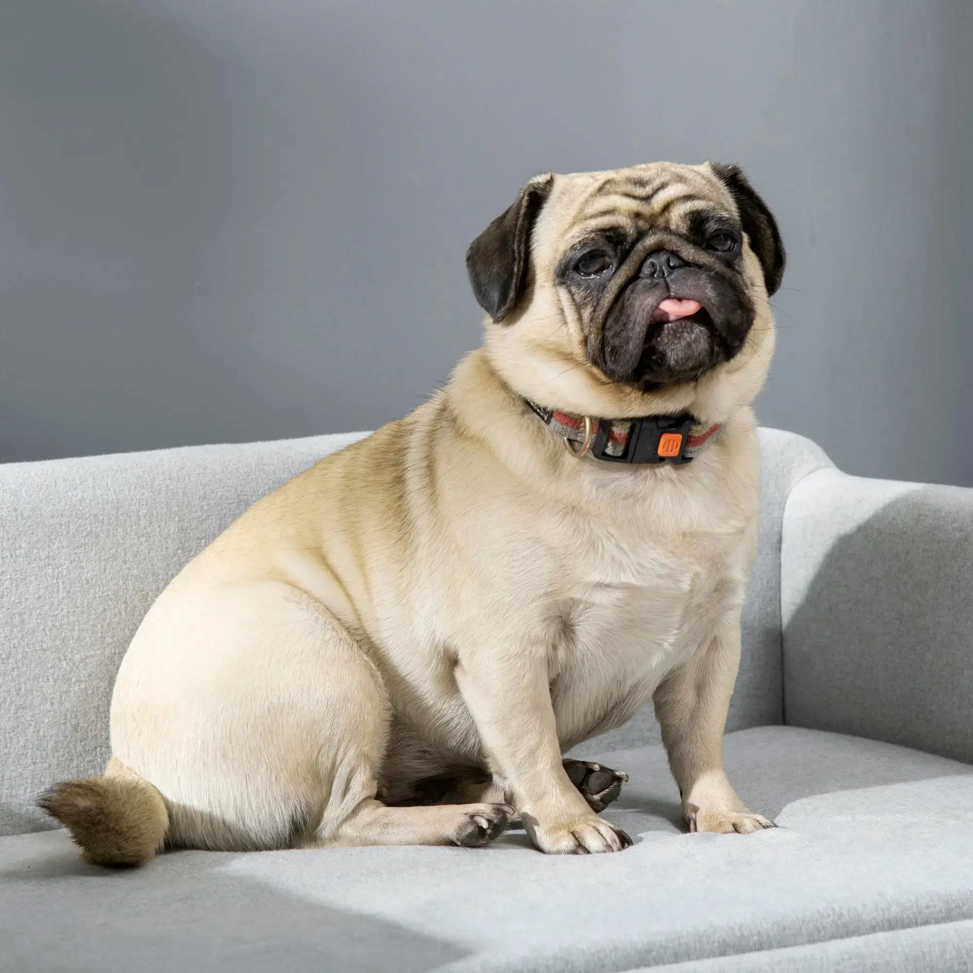 Canapea pentru caini PawHut D04-149 (Light Grey) - 7