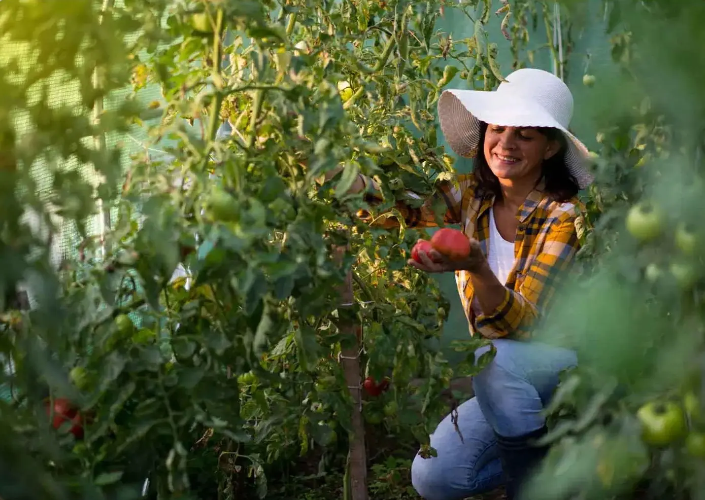 Sera de gradina Plonos 4910-B (Green) - 6