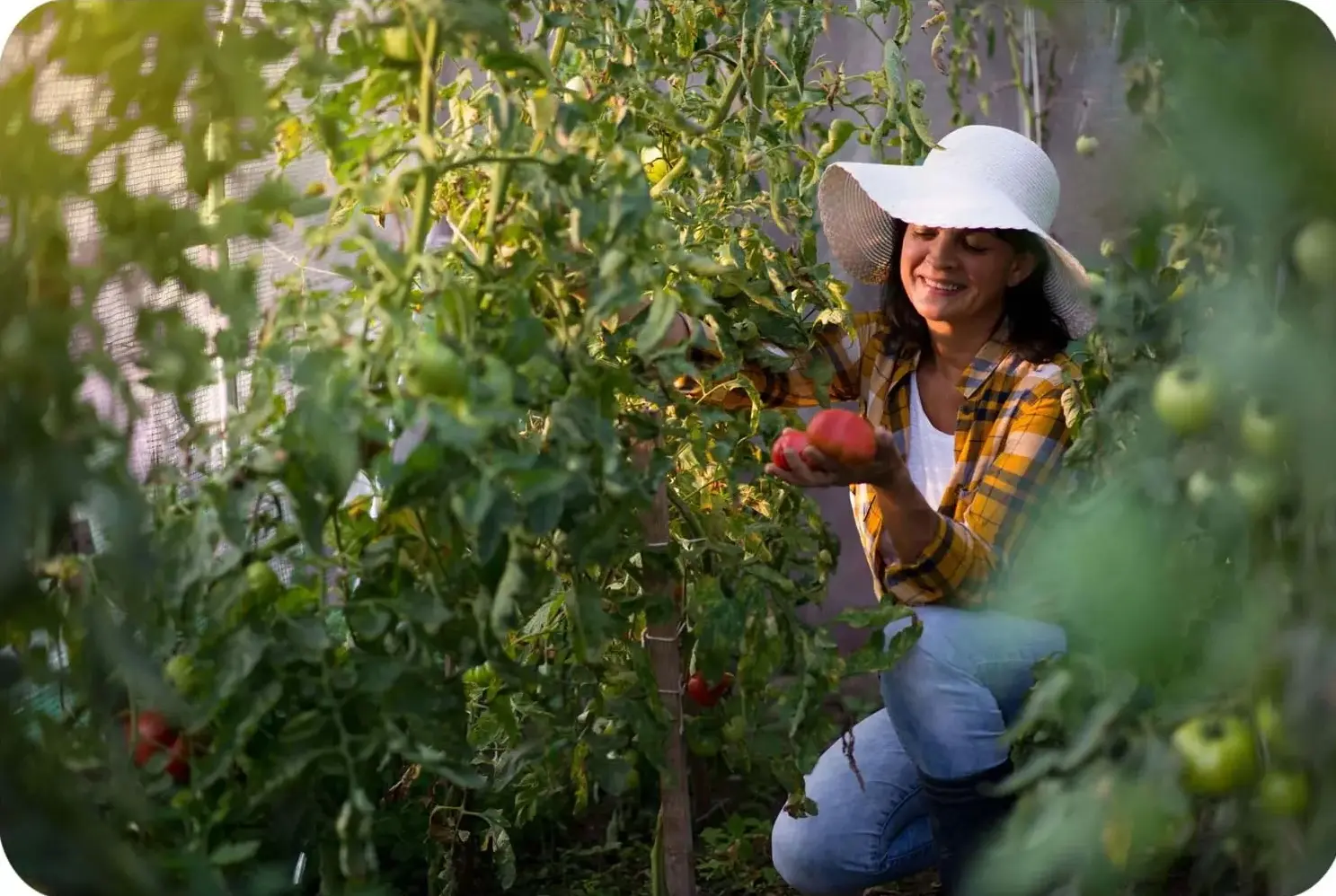 Садовая теплица Plonos 4979-B (Pink) - 8