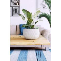 Ghiveci Form Plastic Kula Lina D32cm (White) Thumb