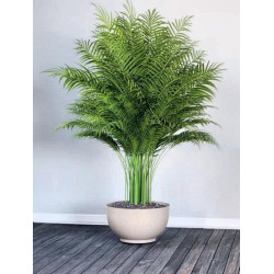 Ghiveci Form Plastic Misa Satina Eco D39cm (Platinum) Thumb