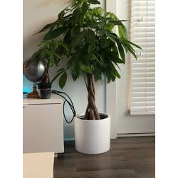 Ghiveci de flori Gendt L 10038481 (White) Thumb