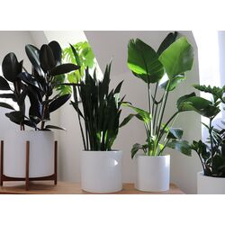 Ghiveci de flori Gendt M 10038477 (White) Thumb