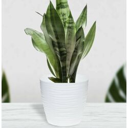 Ghiveci Idea М3068 Dyuna (White) Thumb