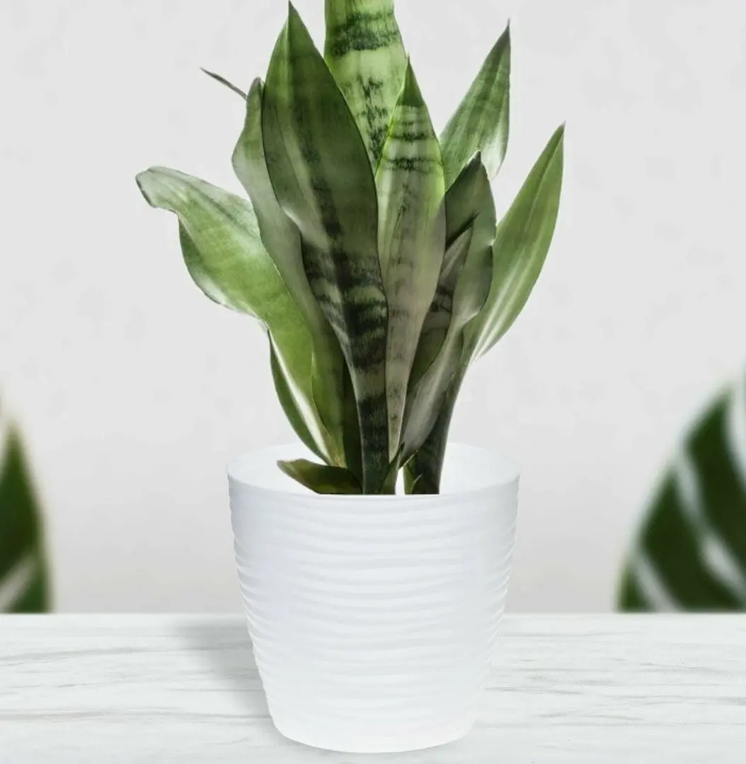 Ghiveci Idea М3068 Dyuna (White) - 4