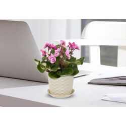 Ghiveci Idea М3080 Rotang (White) Thumb