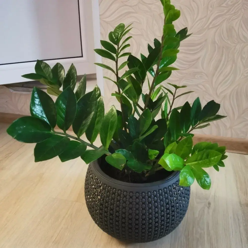 Ghiveci Idea М3101 Pirula (Graphite) - 4