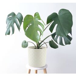 Ghiveci Idea Etna М3184 (White) Thumb