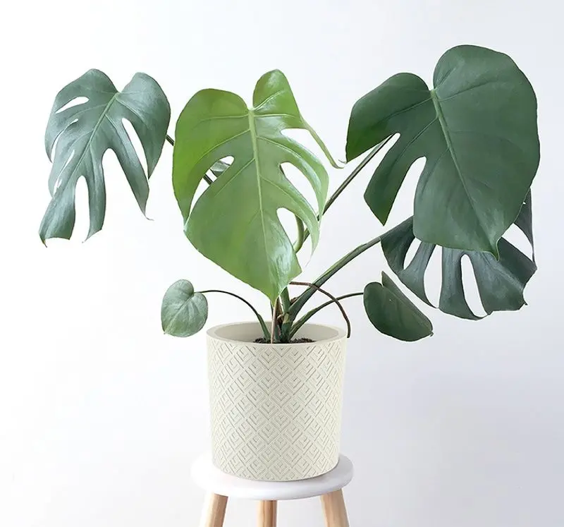 Ghiveci Idea Etna М3184 (White)