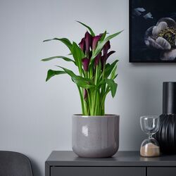 Горшок Ikea Buskkaprifol 15см (Серо-синий) Thumb