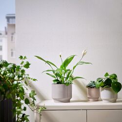 Ghiveci Ikea Hasselbukett interior/exterior 15cm (Gri/Bej) Thumb