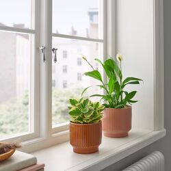 Ghiveci Ikea Honungspalm interior/exterior 19cm (Maro) Thumb