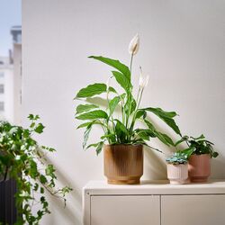 Ghiveci Ikea Honungspalm interior/exterior 19cm (Verde) Thumb