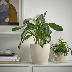 Ghiveci Ikea Persillade 19cm (Bej deschis) Thumb