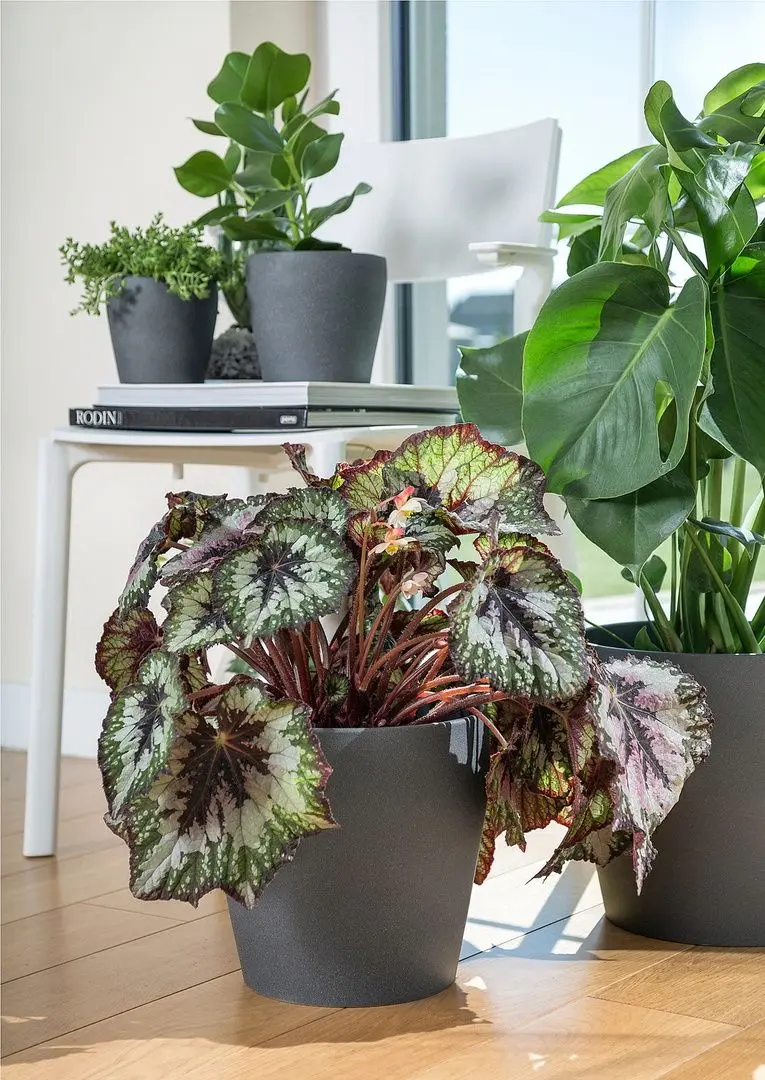 Ghiveci Ikea Persillade 24cm (Gri Inchis)