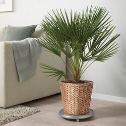 Ghiveci Ikea Fridfull zambilă 24cm (Natur) Thumb