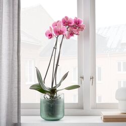 Кашпо Ikea Gradvis для дома/улицы 12cm (Зеленый) Thumb