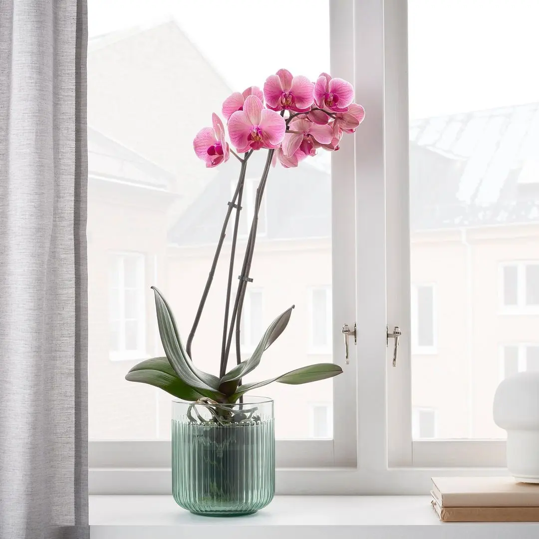 Кашпо Ikea Gradvis для дома/улицы 12cm (Зеленый) - 4