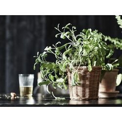 Кашпо Ikea Kaktusfikon 12cm (Ротанг) Thumb