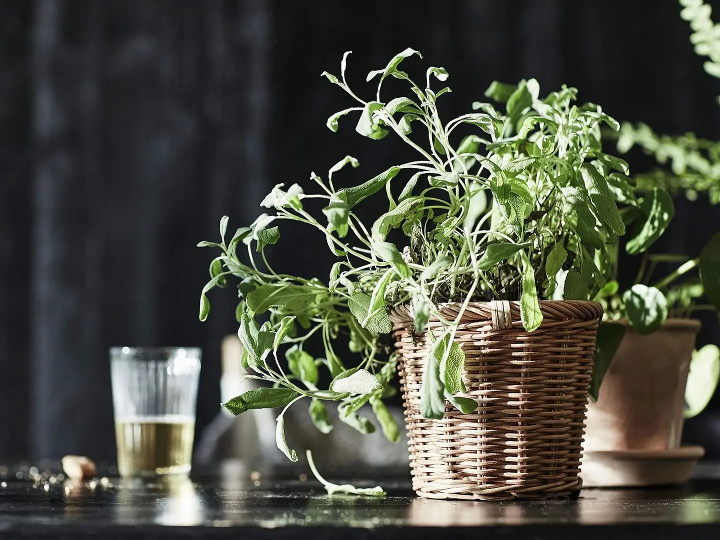 Кашпо Ikea Kaktusfikon 12cm (Ротанг)