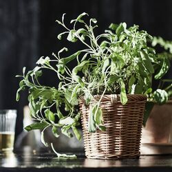 Кашпо Ikea Kaktusfikon 12cm (Ротанг) Thumb