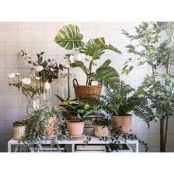 Кашпо Ikea Kaktusfikon 24cm (Ротанг) Thumb