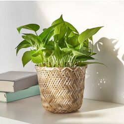 Кашпо Ikea Klynnon 15cm (Бамбук) Thumb