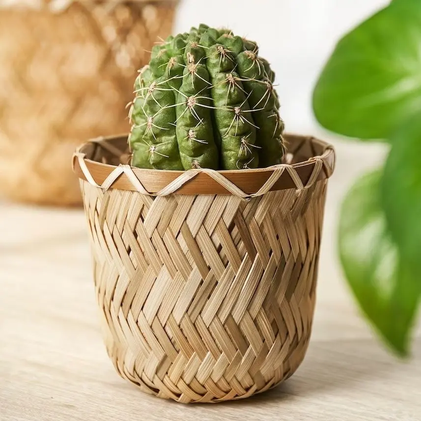 Ghiveci Ikea Klynnon 9cm (Bambus)